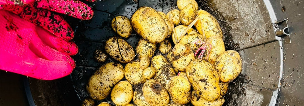 Why Carbs Aren’t the Enemy for Active Women: The Importance of Whole Grains and Root Veggies