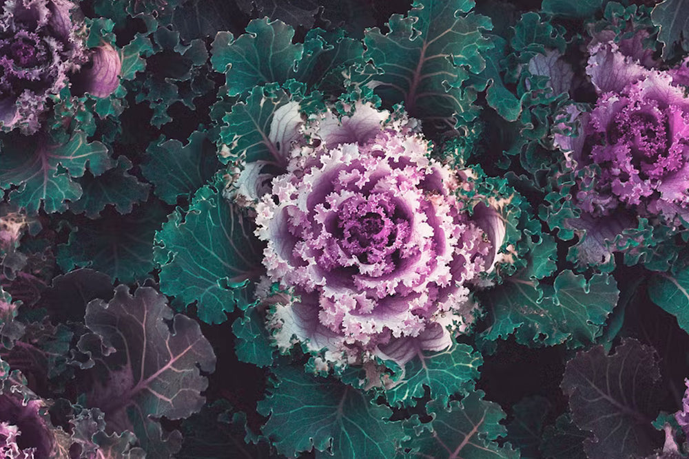 Folate and Iron-rich foods
